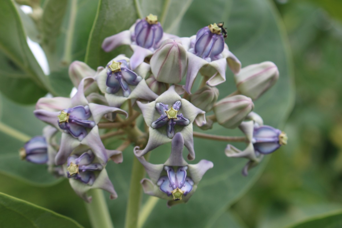 Calotropis gigantea (L.) W.T.Aiton